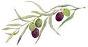 Olive Branch (from osp.org.uk)